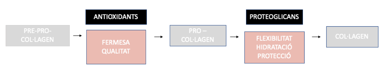 proces-collagen-pell