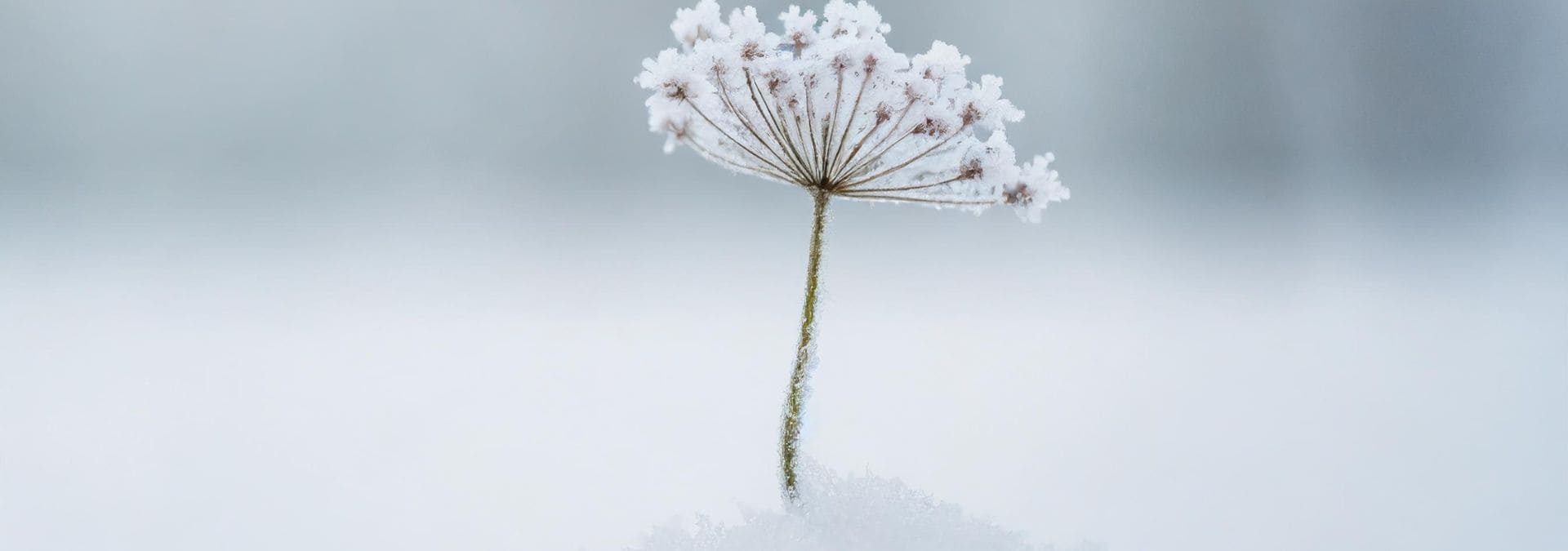 Banner Esenciales Invierno